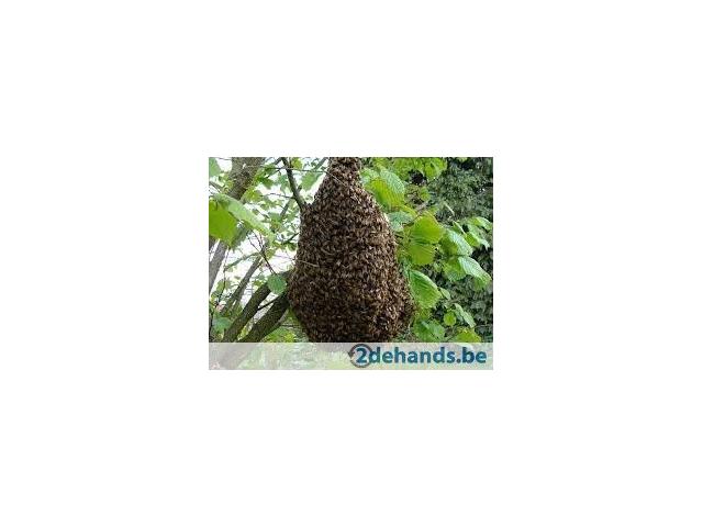 Photo Récupère gratuitement essaim d'abeilles +pot de miel GRATUIT image 3/5