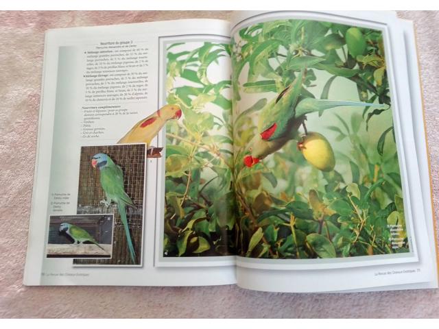 Photo Revue sur les PSITTACULAS les Lorius TRIMESTRIELLE ( mutations colorées etc documentations, revue 90 image 3/5