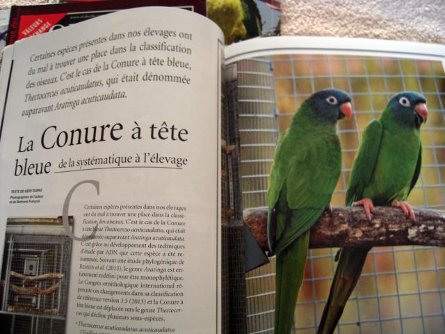 Photo Revue sur les PSITTACULAS les Lorius TRIMESTRIELLE ( mutations colorées etc documentations, revue 90 image 3/6