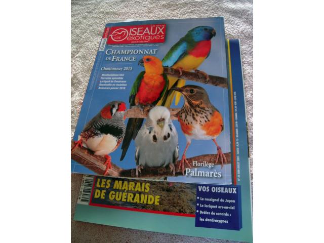 Photo Revues LORIQUETS ( Swainson .. ) et les LORIS en long en large oiseaux exotiques, oiseaux documentat image 3/6