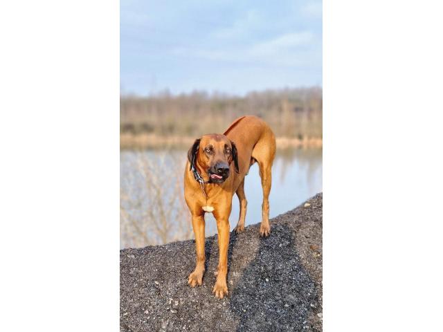 Photo RHODESIAN RIDGEBACK (LOSH) pour SAILLIE image 3/6
