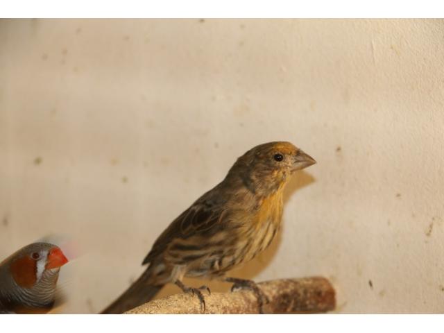Photo roselin du Mexique image 3/3