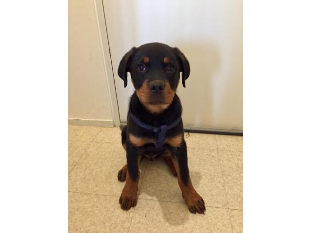 Photo Rottweiler chiot image 3/3