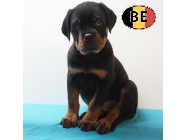 Photo Rottweiler Chiots puissants, nobles et équilibrés à vendre image 3/6