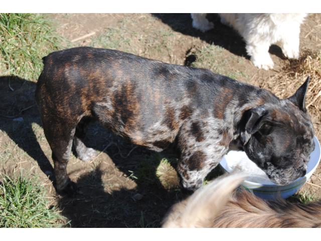 Photo Roxy disponible de suite A TROUVE SA FAMILLE image 3/3