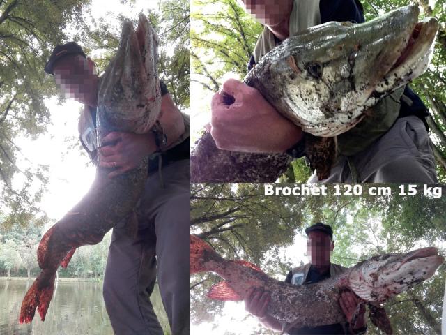 Photo ✅ 2 Etangs privés & naturels - Petit club - Poissons diversifiés image 3/6