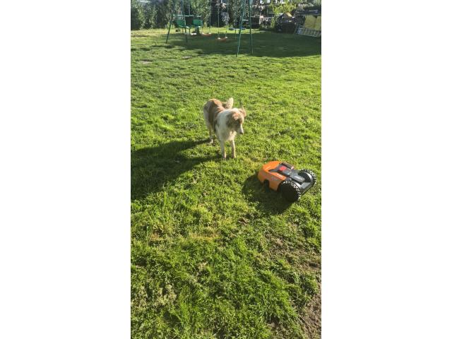Photo Saille border collie merle chocolat image 3/4