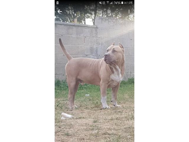 Photo Saillie american bully image 3/3