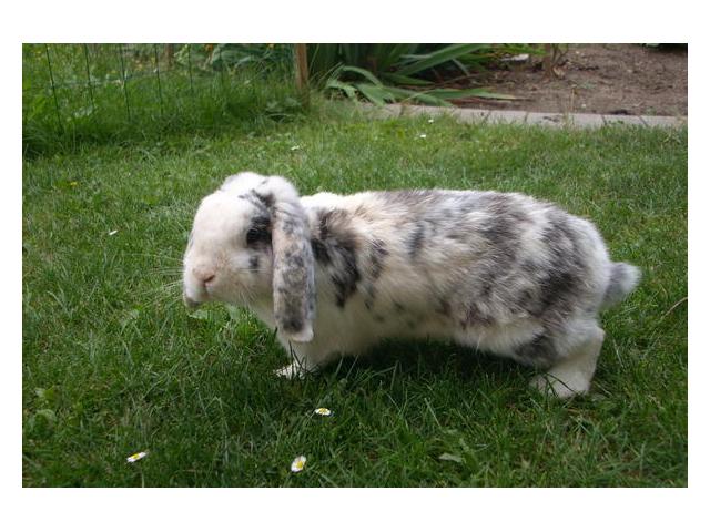 Photo Saillie avec magnifique lapin nain a donner image 3/3