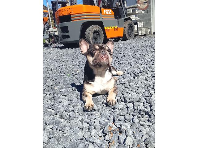 Photo Saillie bouledogue français image 3/3