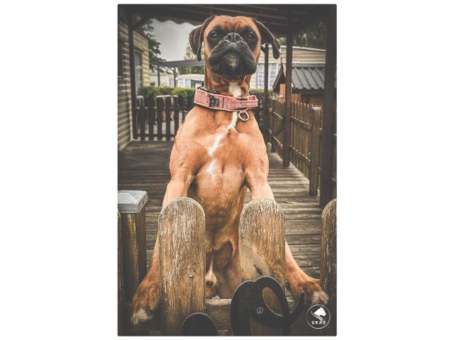 Photo Saillie Boxer image 3/6
