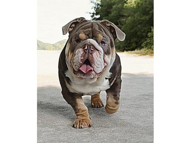 Photo Saillie bulldog anglais lilas tri image 3/3