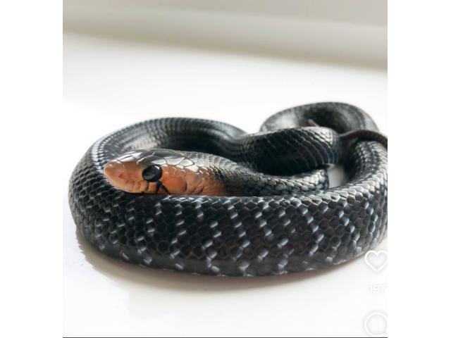 Photo Serpent indigo ( Drymarchon couperi ) à vendre. image 3/3