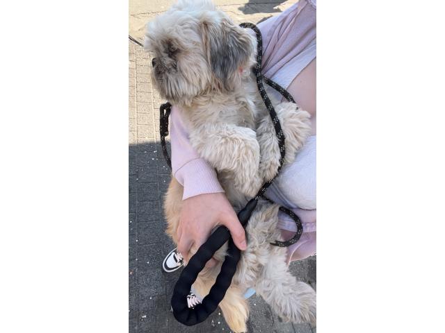 Photo Shih tzu femelle image 3/5