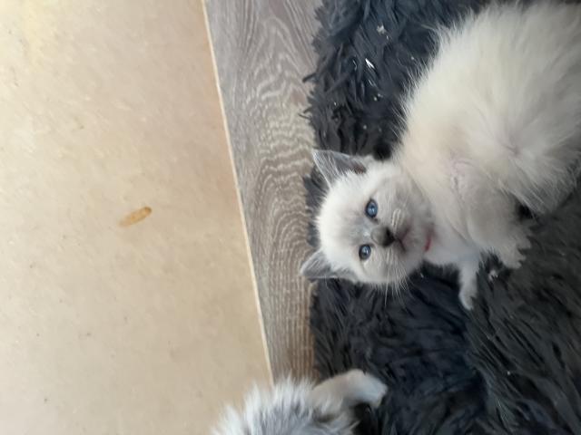 Photo Siamois bleu point image 3/5