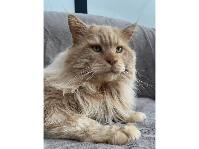 Photo Splendides chatons bleues smokes image 3/5