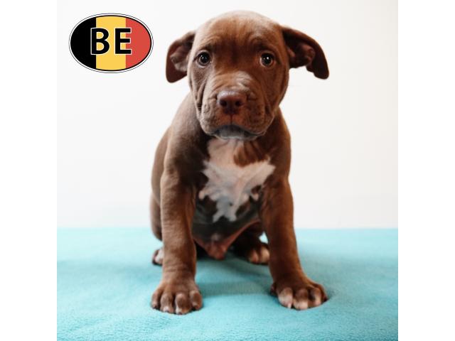 Photo Splendides chiots American Staffordshire Terrier image 3/6