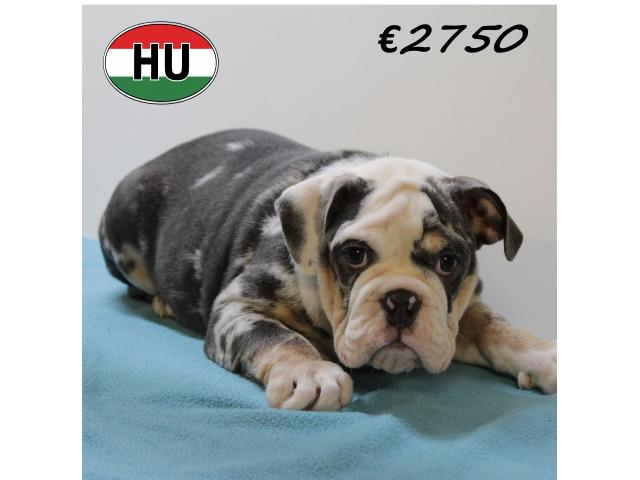 Photo Splendides chiots Bouledogue Anglais de différentes couleurs image 3/6