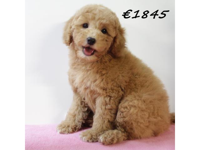 Photo Splendides chiots Caniche Nain image 3/6