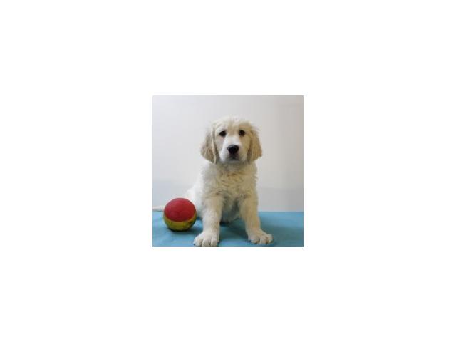 Photo Splendides chiots Golden retriever à vendre image 3/5
