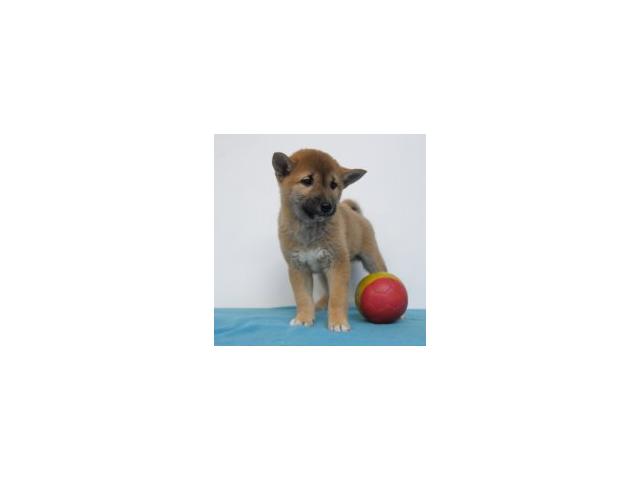 Photo Splendides chiots Shiba Inu à vendre image 3/6