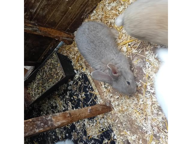 Photo ???? Craquants Bébé Lapins à Vendre ! ???? image 3/4