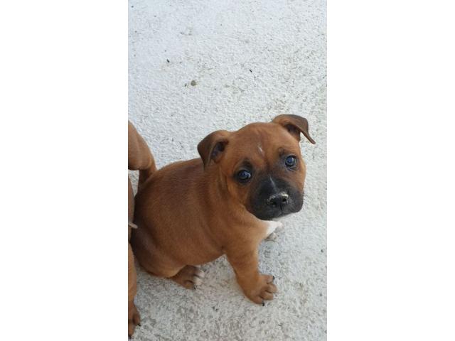 Photo staffordshire bull terrier dit staffie image 3/4