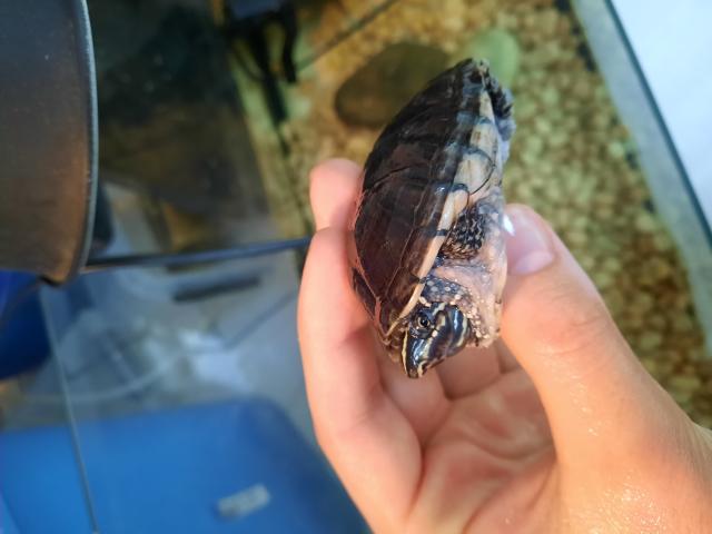 Photo Sternotherus carinatus, tortue d'eau qui reste petite image 3/4