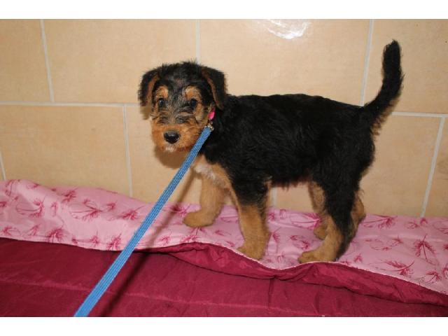 Photo sublime chiots airedales terriers image 3/3