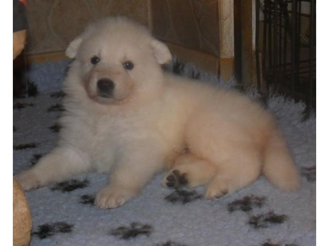 Photo Sublimes petits chiens males et femelle image 3/6