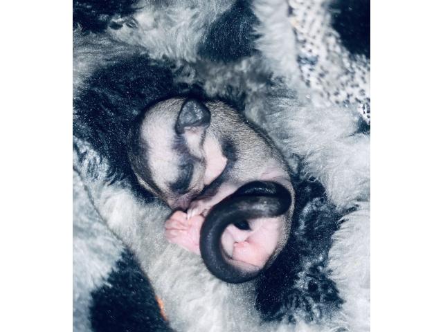 Photo Sugar glider image 3/3
