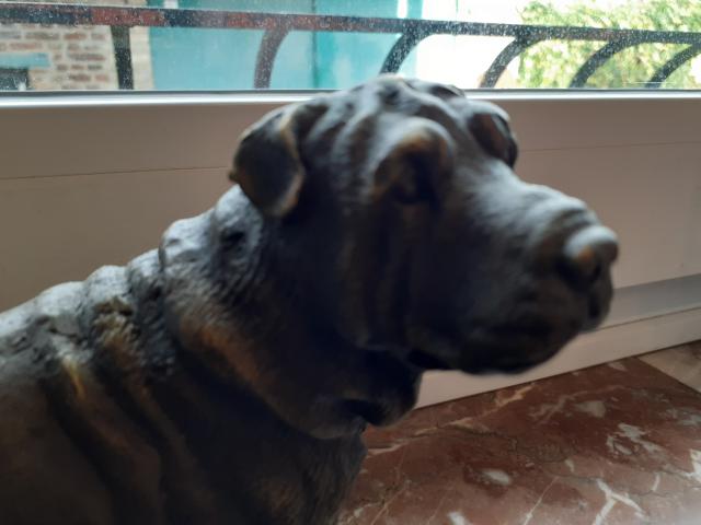 Photo Superbe chien shar-pei en bronze image 3/6