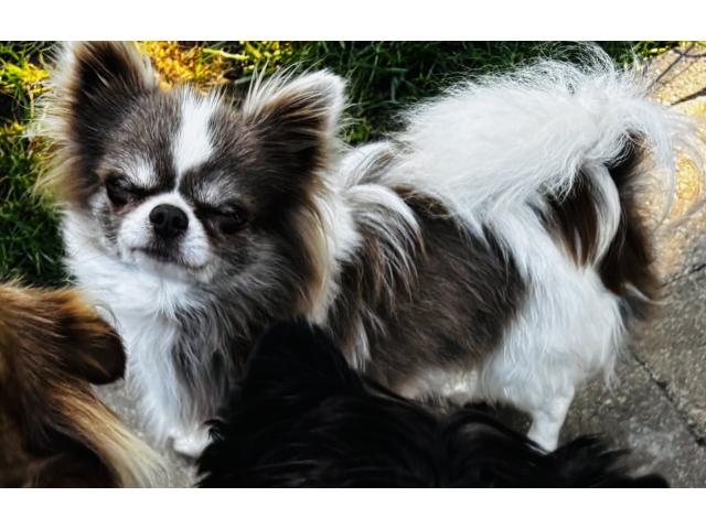 Photo Superbe mâle chihuahua image 3/3