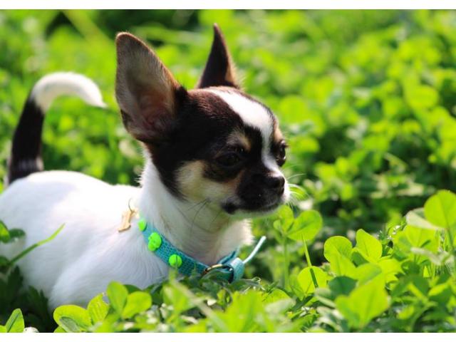 Photo superbe male chihuahua poil court image 3/3