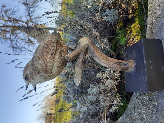Photo SUPERBE OISEAU EN POLY RESINE SUR BRANCHE (le troglodyte) image 3/6