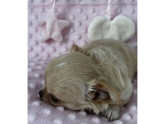 Photo Superbe petite femelle chihuahua image 3/5
