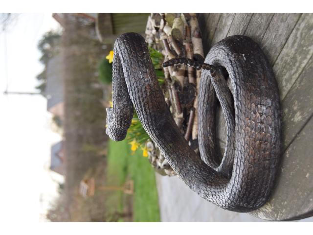 Photo SUPERBE SERPENT A SONNETTE EN BRONZE image 3/6