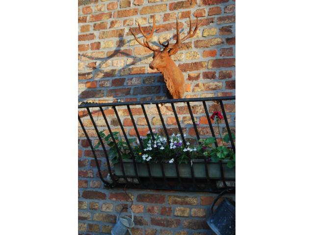 Photo SUPERBE TETE DE CERF EN FONTE A SUSPENDRE image 3/6