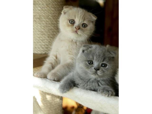 Photo Superbes chatons american curl image 3/3