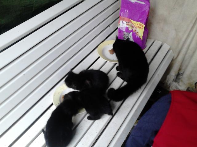 Photo superbes chatons noirs image 3/4