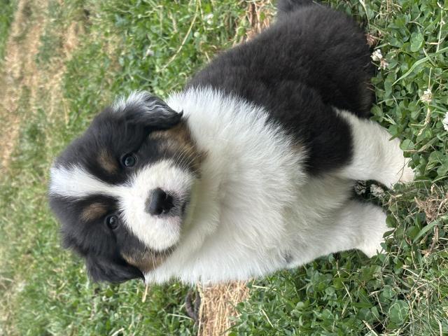 Photo Superbes chiots berger australiens disponibles image 3/6