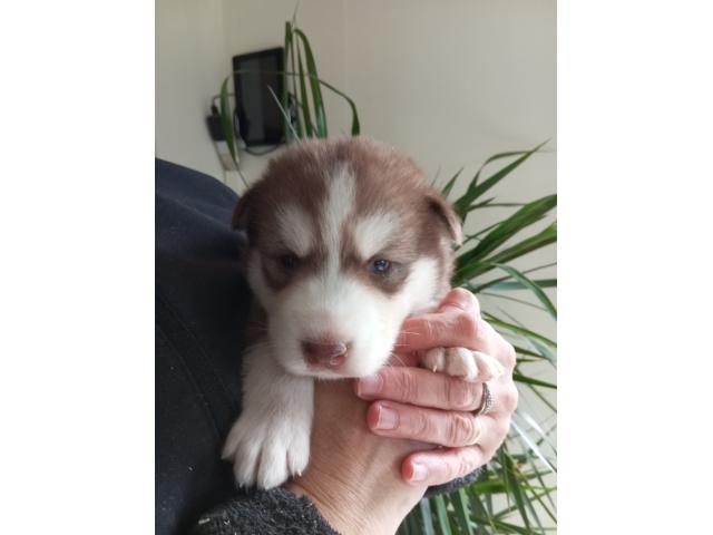 Photo Superbes chiots husky image 3/6