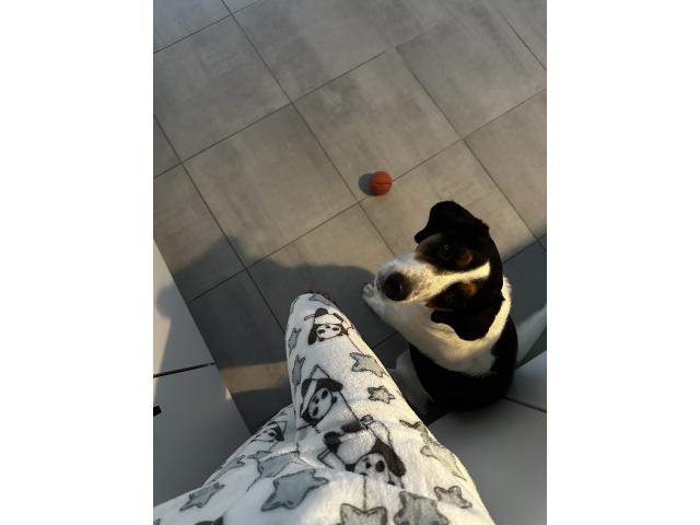 Photo Syla, Beagle croisé Jack Russel image 3/5