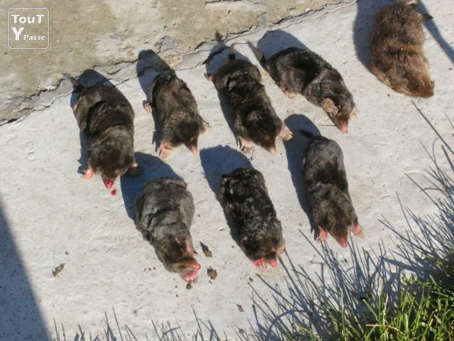 Photo TAUPES et RATS TAUPIERS? la SOLUTION : le piégeage à l'ancienne image 3/3