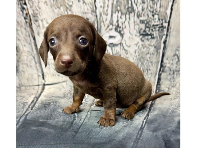 Photo Teckel nain image 3/6