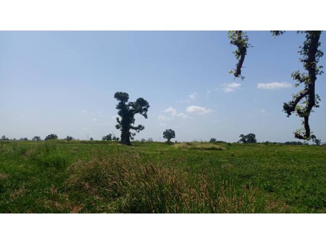 Photo Terrain 2 hectares et demi à Louly Ngomène image 3/3