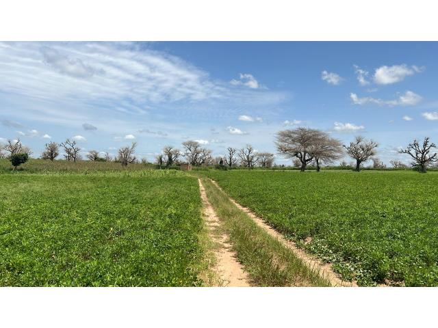 Photo Terrain 600 mètres carrés à vendre à Malicounda Sénégal image 3/3