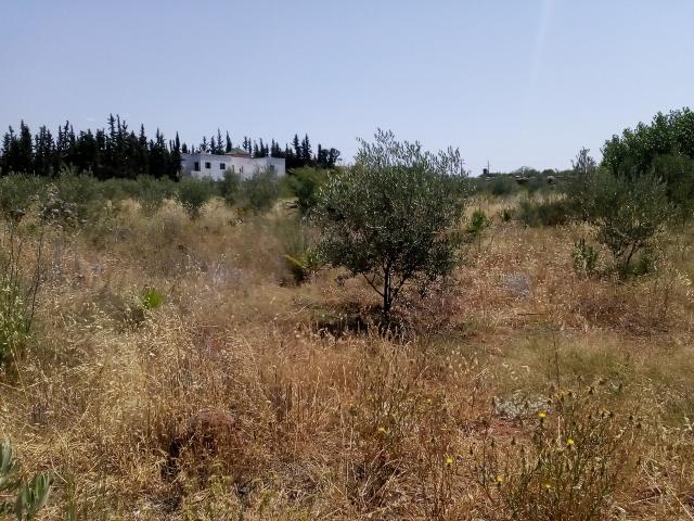 Photo Terrain agricole à vendre route de L'Ourika image 3/5