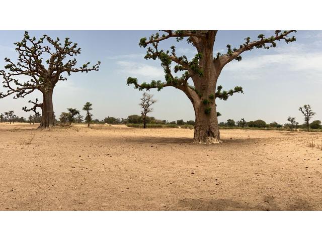 Photo Terrain agricole de 2 hectares et demi à vendre à louly Sénégal image 3/4