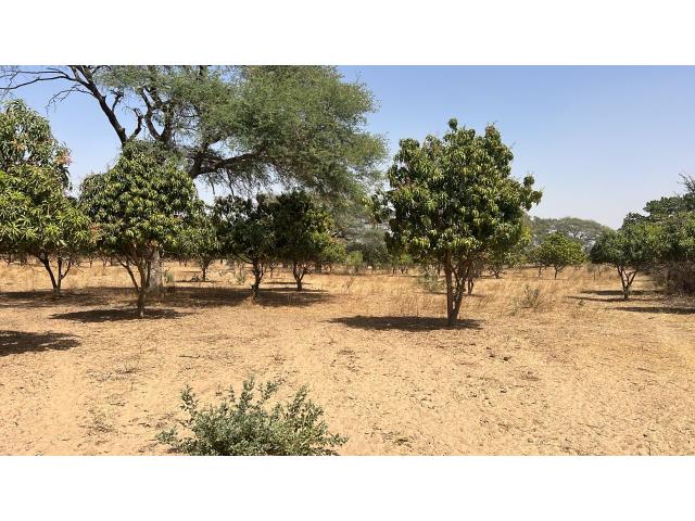 Photo Terrain agricole de 4 hectares à vendre à Notto Sénégal image 3/4